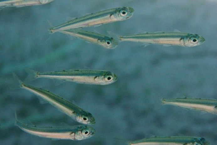 Песчанка атерина