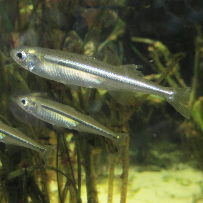 Атерина Черноморская