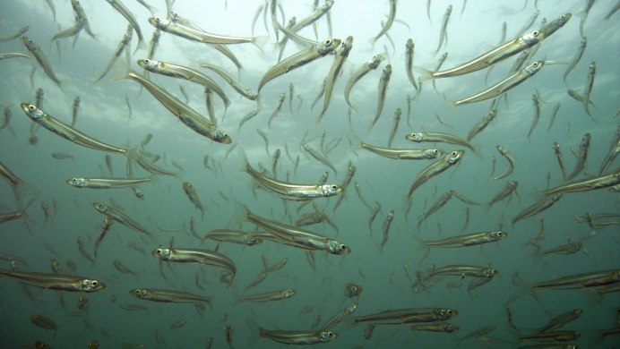 Шпроты из корюшки