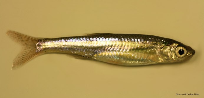 Тельматерина ладигеза Солнечный лучик