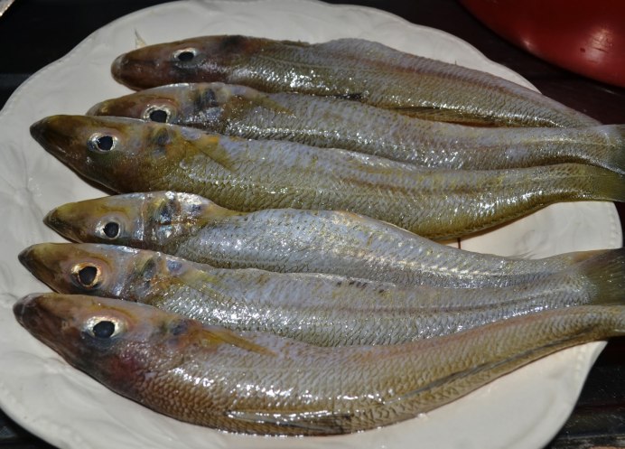 Радужница красная Глоссолепис