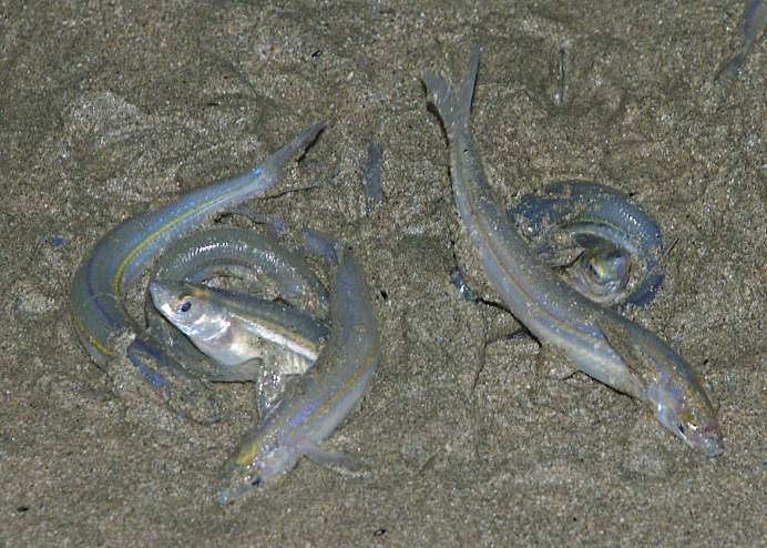 Глоссолепис красный