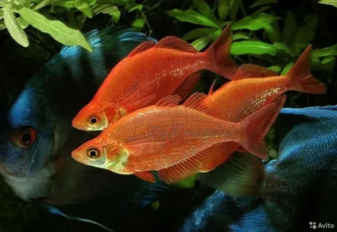 Атерина Черноморская рыба