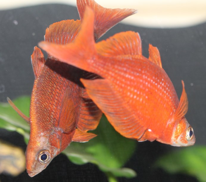 Калифорнийский грунеон