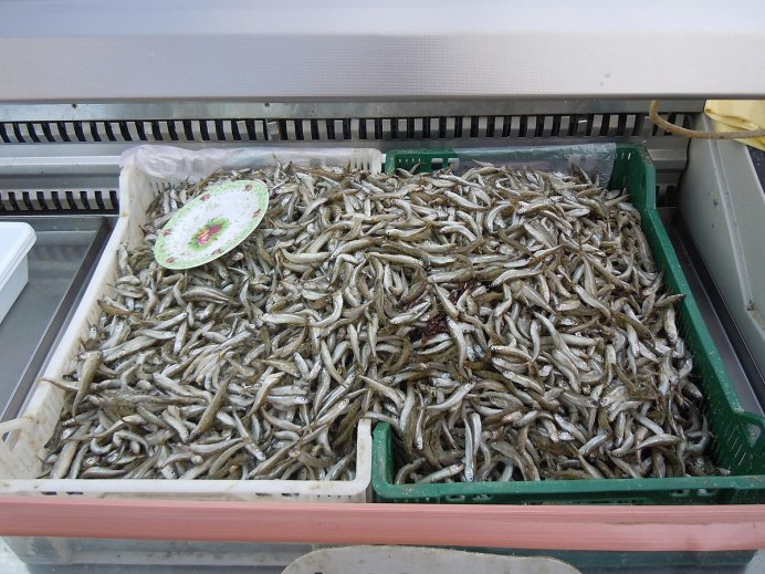 Песчанка атерина