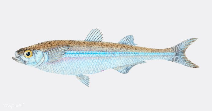 Доросома рыба