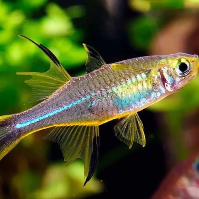 Атерина Черноморская