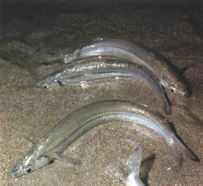 Атерина Черноморская рыба