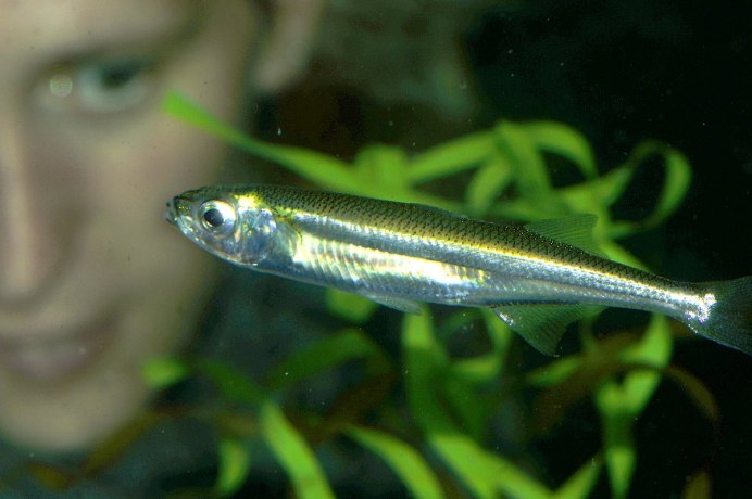 Аргентинская атерина