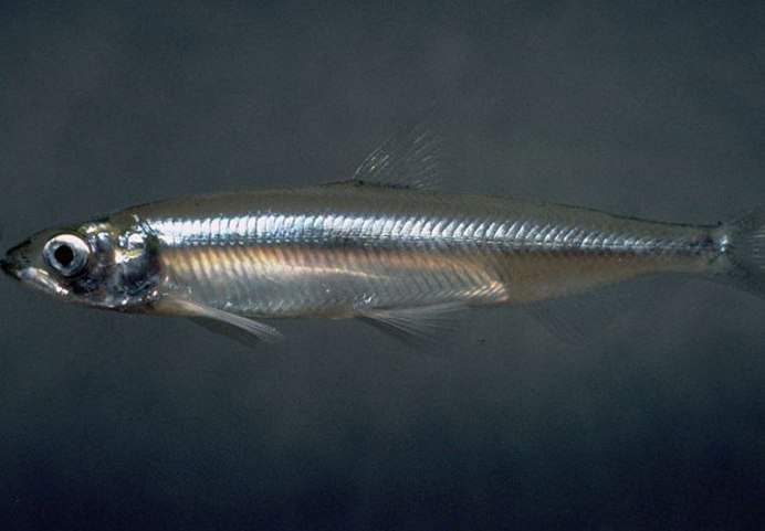 Gümüş baliği на русском