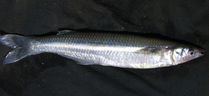 Твердоголовка Centralis