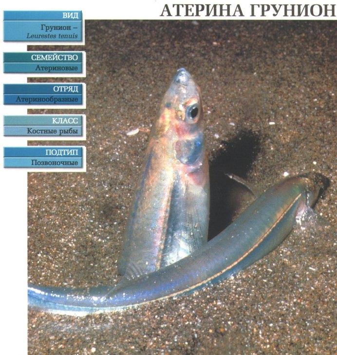 Атерина Грунион