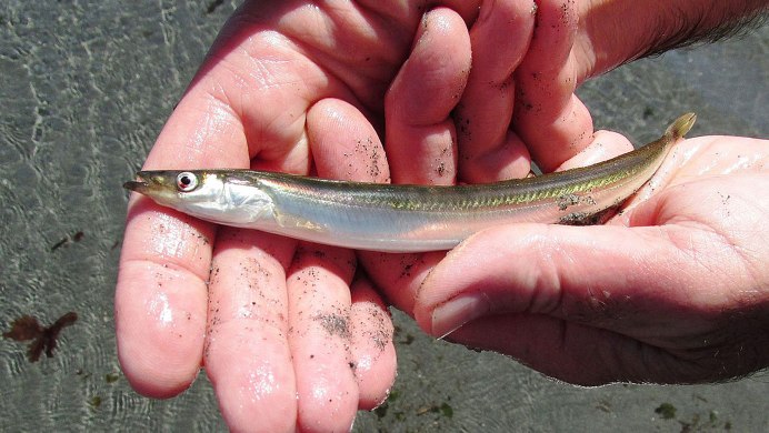 Рыбка Песчанка