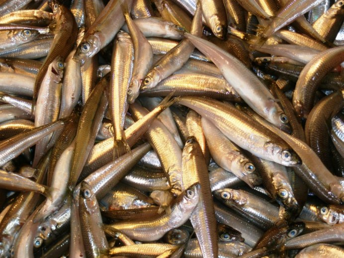 Ферина рыба Черноморская