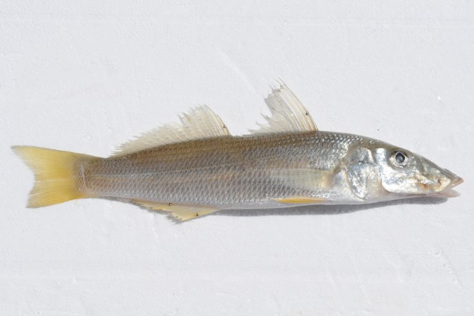 Грунионы нерест