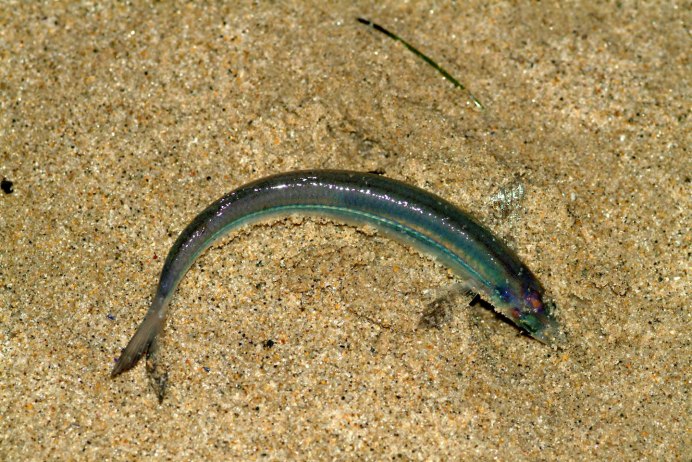 Тихоокеанская Песчанка