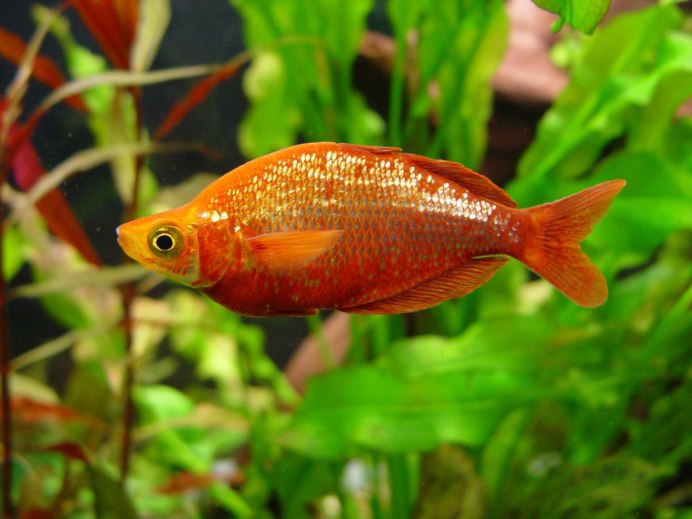 Атерина красная Глоссолепис