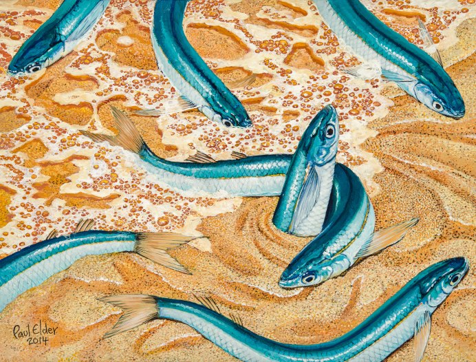 Рыба серебряная Мурманск