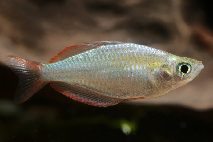 Солнечный лучик рыбка