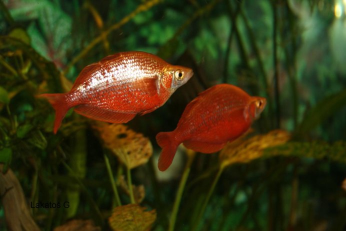 Пехеррей (Аргентинская атерина)