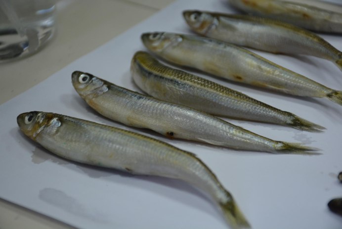 Odontesthes bonariensis