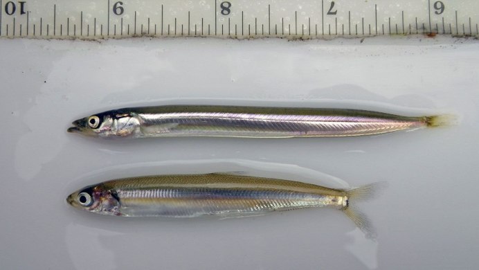 Балтийская Песчанка рыба