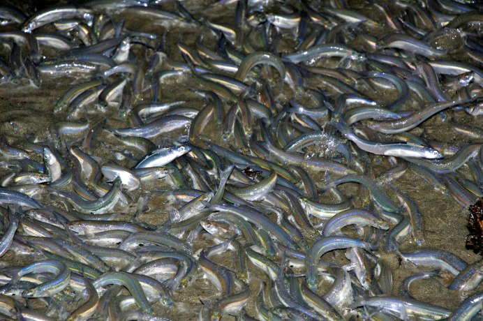 Европейская корюшка Балтийская