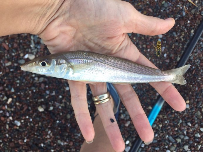 Радужница Попондетта Фурката