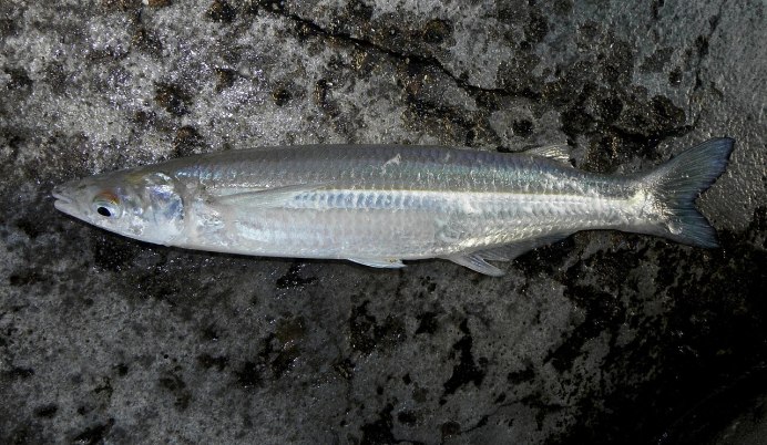 Рыбка с полоской на боку