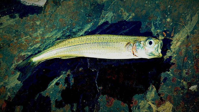 Атерина Аргентинская рыба