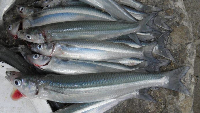 Радужница красная Глоссолепис