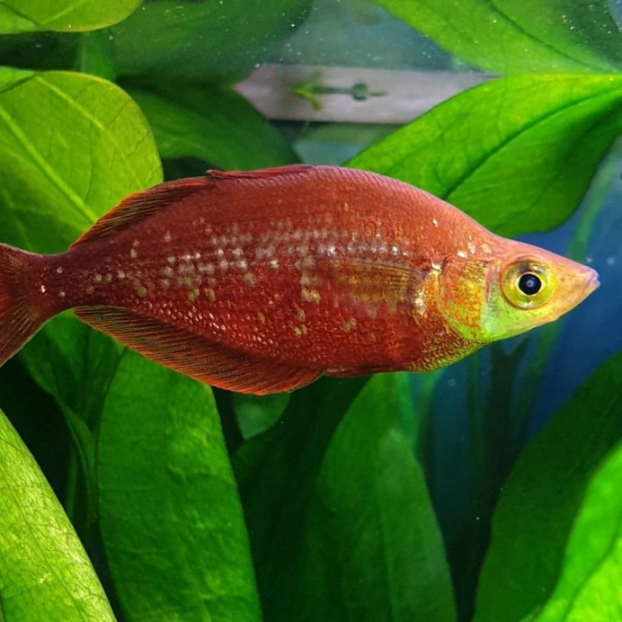 Балтийская Песчанка