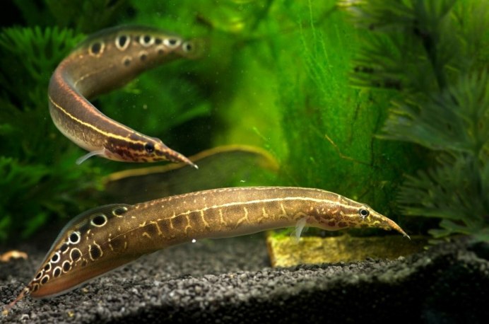 Рыбка Радужница Боэсмана