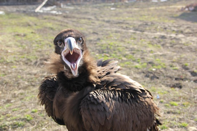 Орел Беркут Дагестана в хребтах Кавказа