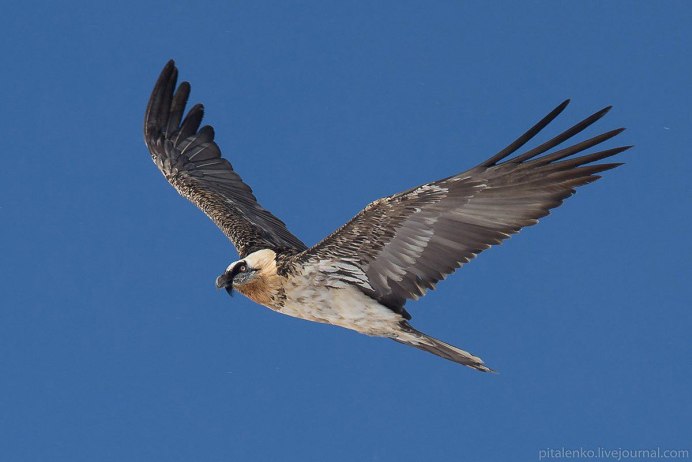 Орёл Беркут в горах
