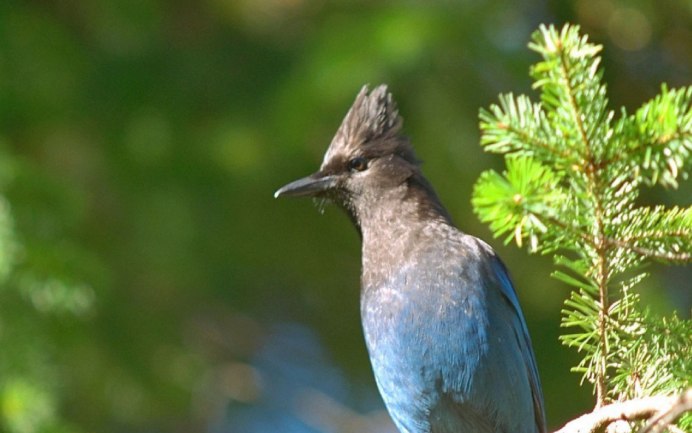 Ягнятник Бородач птица