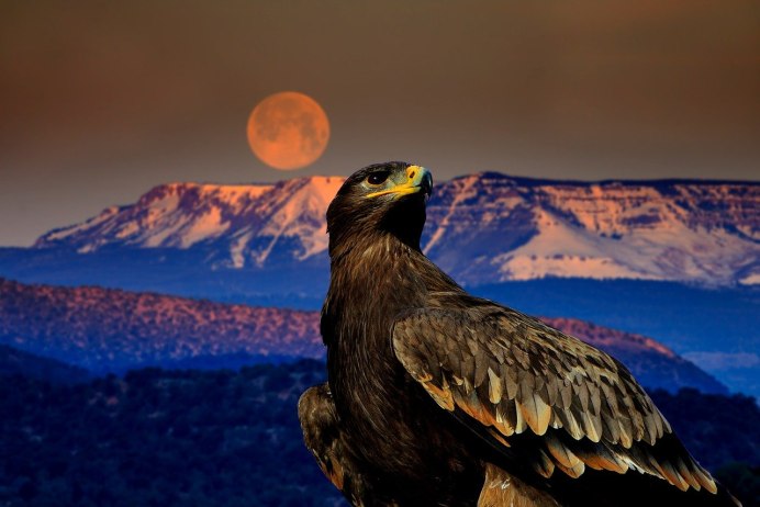 Орёл-ягнятник Бородач