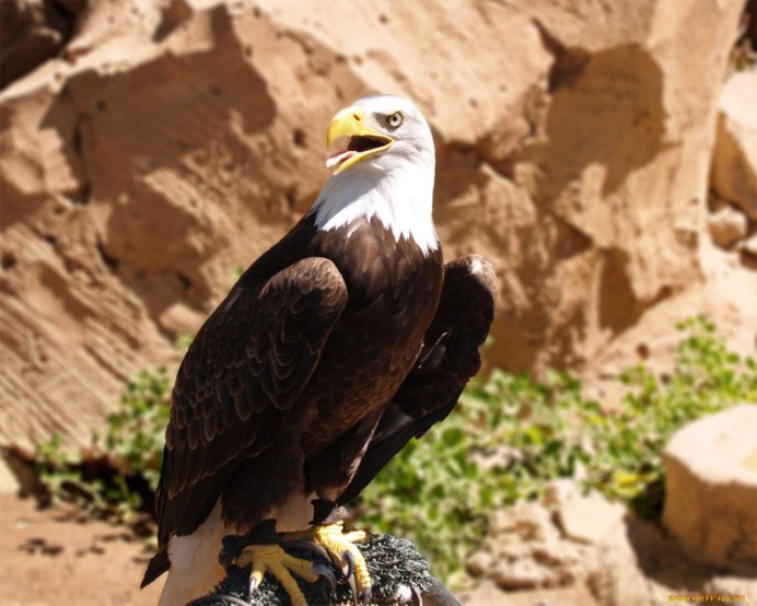 Улар птица фото Кыргызстан