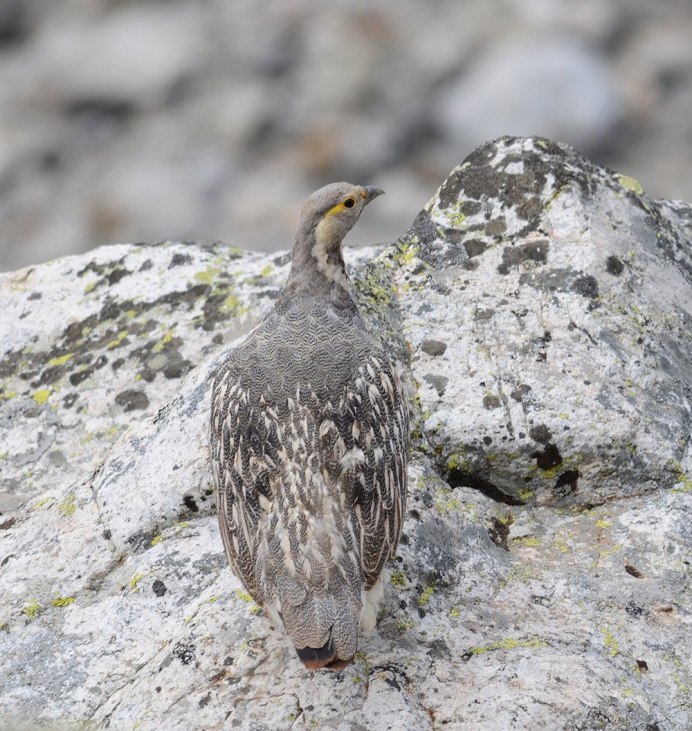 Степной Беркут