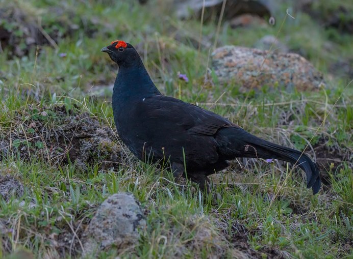 Алтайский улар Tetraogallus altaicus