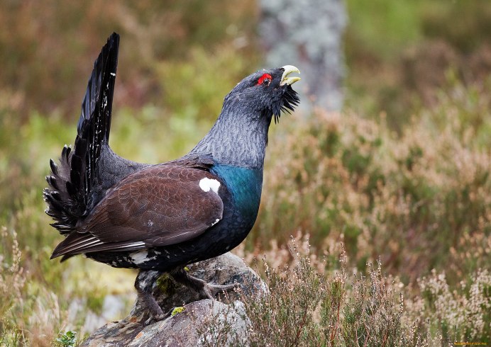 Орёл Беркут в горах Ингушетия