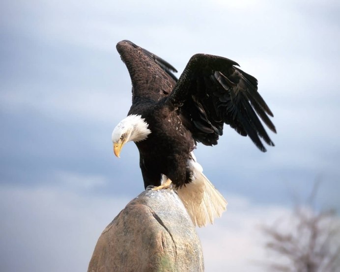 Ягнятник Бородач птица