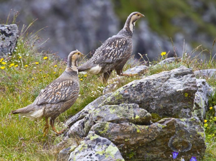 Беркут Орел Алтая