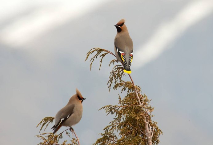 Кавказский улар