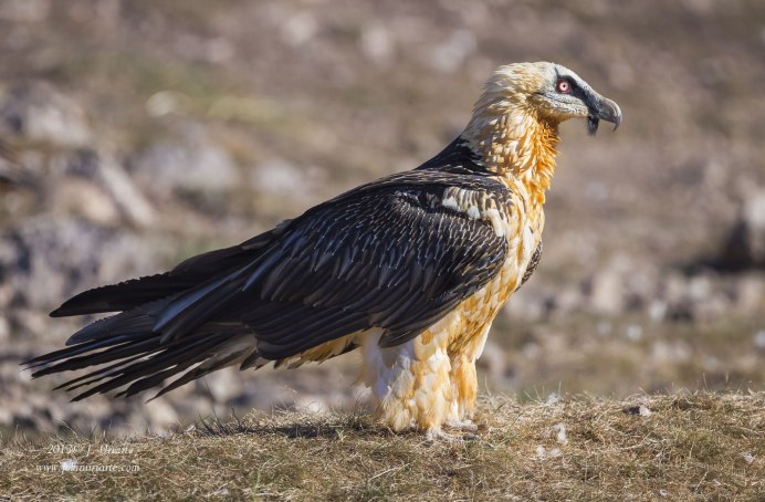 Горный конёк Anthus spinoletta