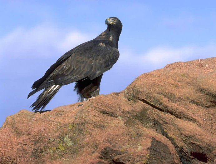 Орёл Беркут в горах