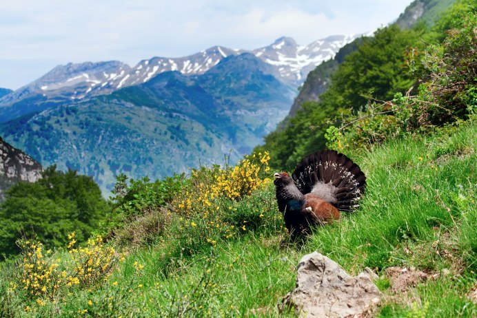 Кавказский биосферный заповедник птицы