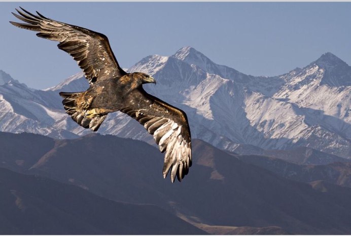 Gypaetus barbatus Бородач