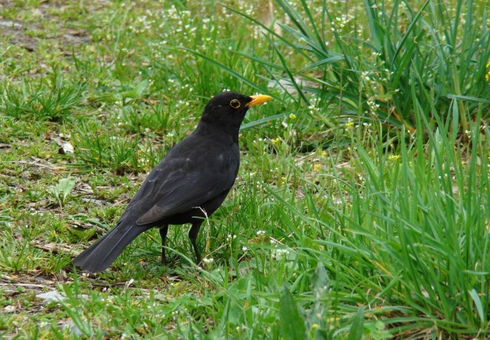 Птица Сойка и Кедровка