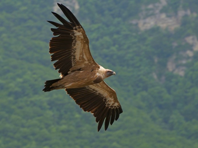Кавказский заповедник кавказский тетерев